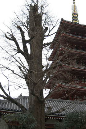 sensoji-mizufukiityo.jpgのサムネール画像