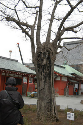 sensoji-sinboku.jpgのサムネール画像のサムネール画像のサムネール画像のサムネール画像