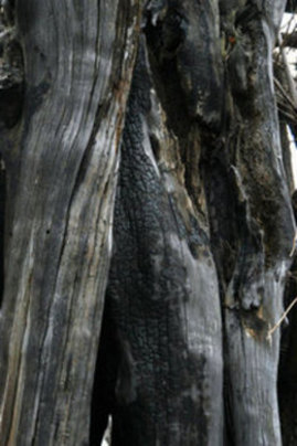 sensoji-sinboku2.jpgのサムネール画像のサムネール画像のサムネール画像のサムネール画像のサムネール画像のサムネール画像のサムネール画像のサムネール画像のサムネール画像のサムネール画像