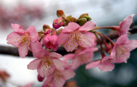 fukaya-kawazusakura5.jpgのサムネール画像